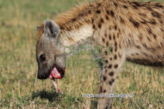 Hyène tachetée dans le Masaï-Mara