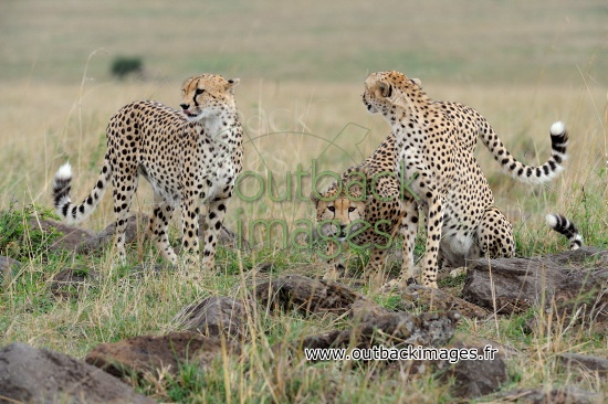 Guépards dans le parc du Masaï-Mara
