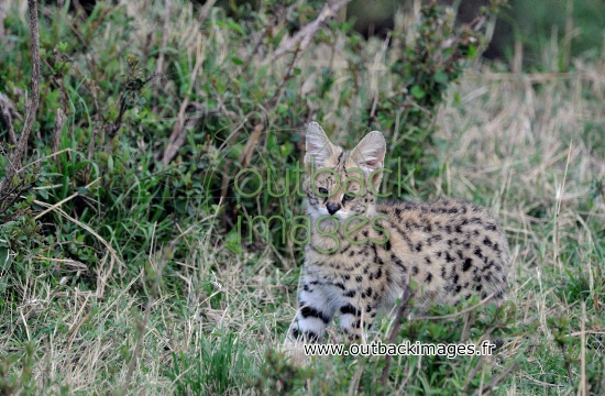 Le serval, ou petit chat africain sauvage