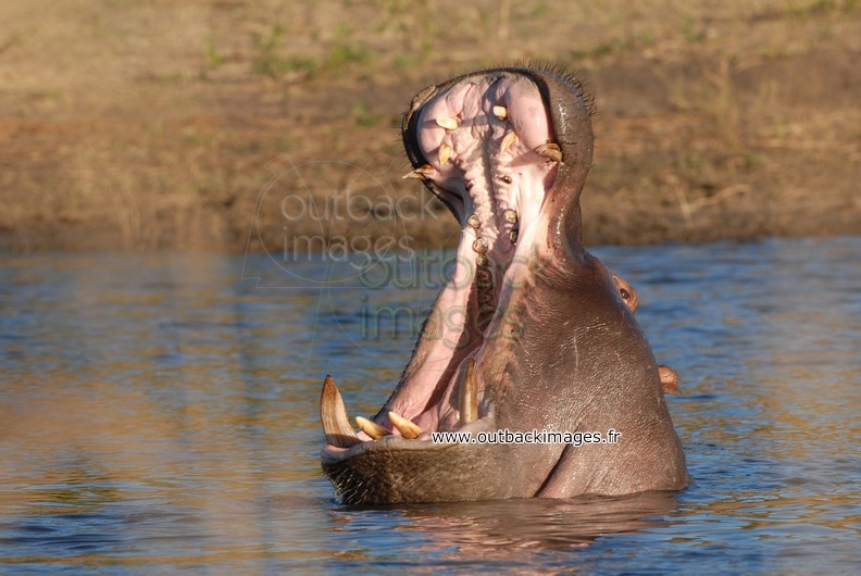 Hippopotame 27.jpg  bis.jpg