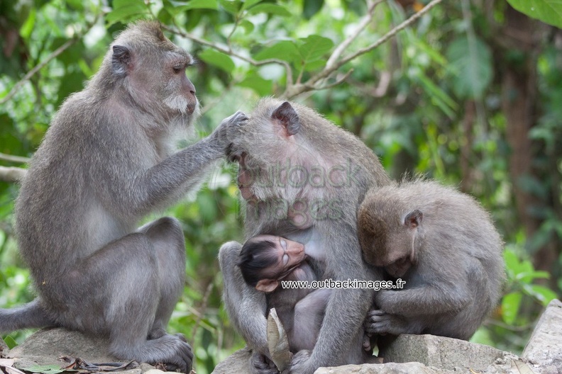 Monkey family.jpg