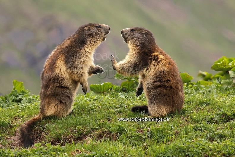 31-Marmottes confront.jpg