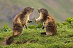 31-Marmottes confront