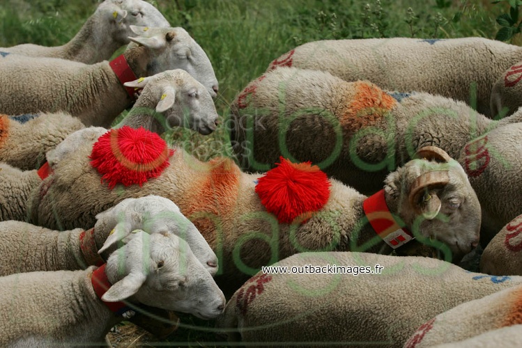 La transhumance ovine, une tradition cévenole ancestrale